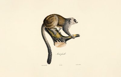  作： Jacques Christophe Werner