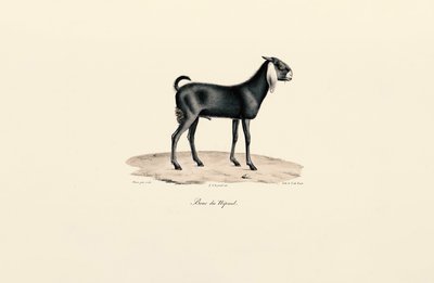 ネパールヤギ 作： Jacques Christophe Werner