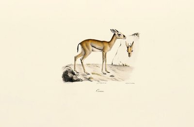  作： Jacques Christophe Werner
