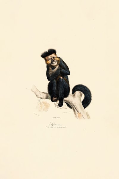  作： Jacques Christophe Werner