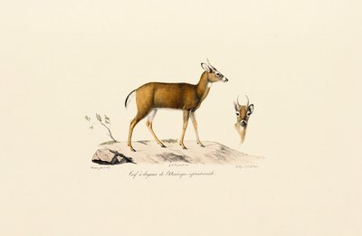  作： Jacques Christophe Werner