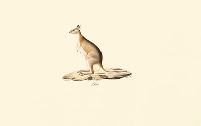  作： Jacques Christophe Werner