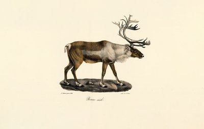  作： Jacques Christophe Werner