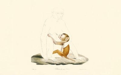 アカゲザルの幼児 作： 