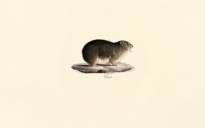 ロック・ハイラックス 作： Jacques Christophe Werner
