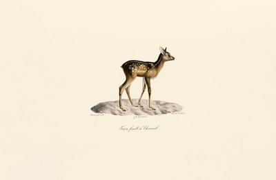 ローディアフォーン 作： Jacques Christophe Werner