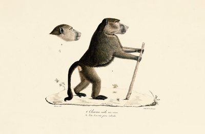  作： Jacques Christophe Werner