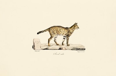  作： Jacques Christophe Werner