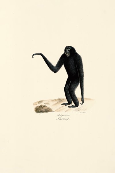  作： Jacques Christophe Werner