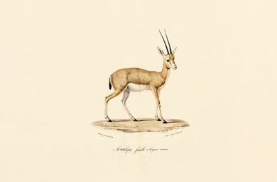  作： Jacques Christophe Werner