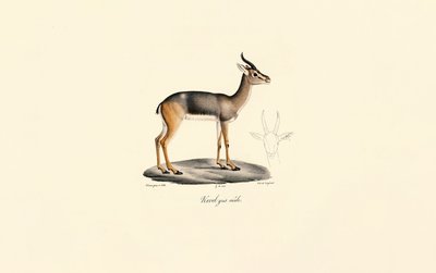  作： Jacques Christophe Werner