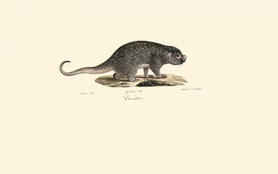  作： Jacques Christophe Werner