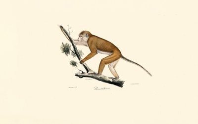  作： Jacques Christophe Werner