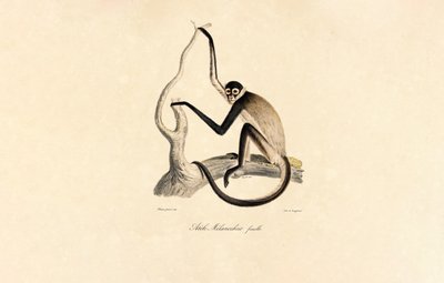  作： Jacques Christophe Werner
