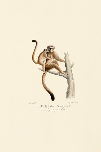  作： Jacques Christophe Werner