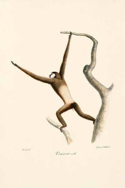 作： Jacques Christophe Werner