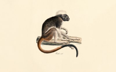  作： Jacques Christophe Werner