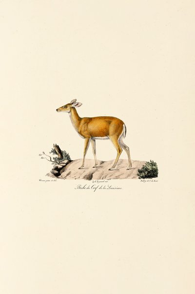  作： Jacques Christophe Werner