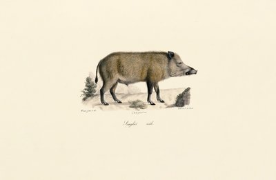  作： Jacques Christophe Werner