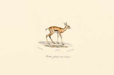  作： Jacques Christophe Werner