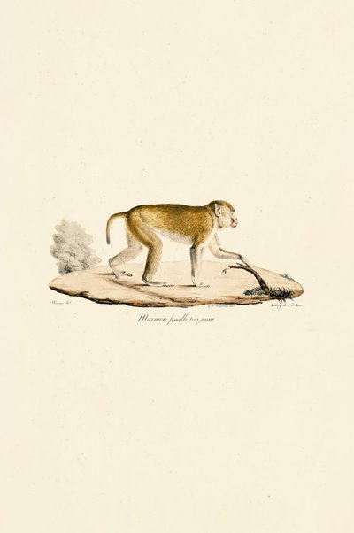 作： Jacques Christophe Werner