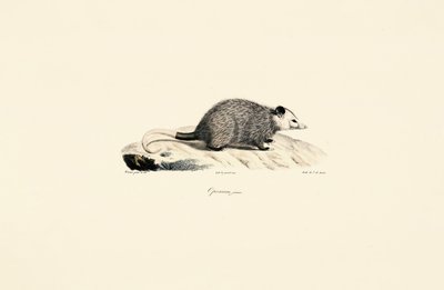 若いオポッサム 作： Jacques Christophe Werner