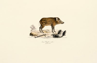  作： Jacques Christophe Werner