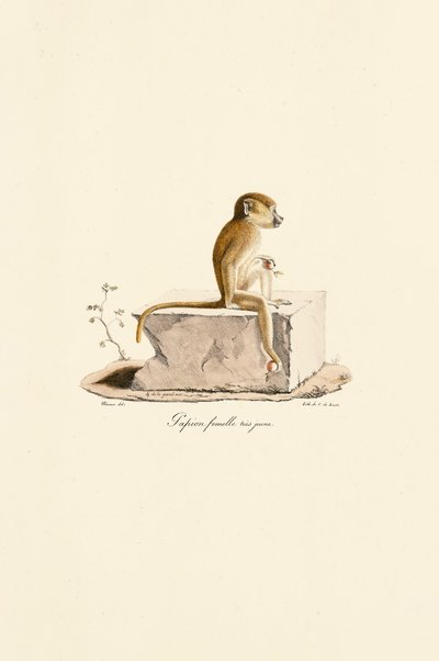  作： Jacques Christophe Werner