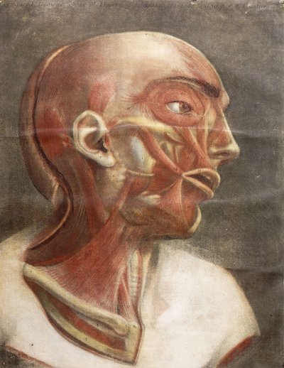 解剖学の頭、「色と実物大における完全な筋学」、1746年 作： Jacques Fabien Gautier dAgoty