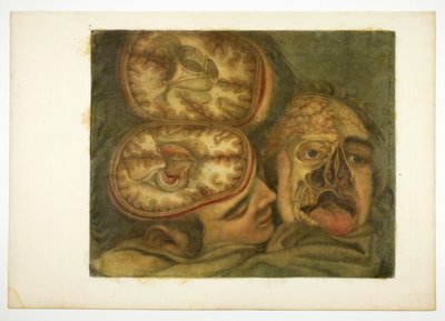 頭蓋解剖、版画による頭部解剖図より第5版 作： Jacques Fabien Gautier d