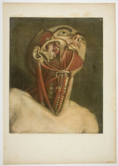 首の筋肉、自然なサイズと色の完全な筋肉組織から3プレート 作： Jacques Fabien Gautier d
