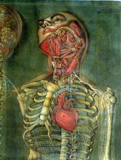 喉と心臓、「内臓の解剖学」のプレート、ゴーティエによる解剖、塗装、彫刻、1745年（カラー彫刻） 作： Jacques Fabien Gautier d