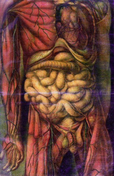 腸を見せている男性の胴体、 &39;Anatomie Generale des Visceres en Situation&39;、1752年（メゾチント） 作： Jacques Fabien Gautier d
