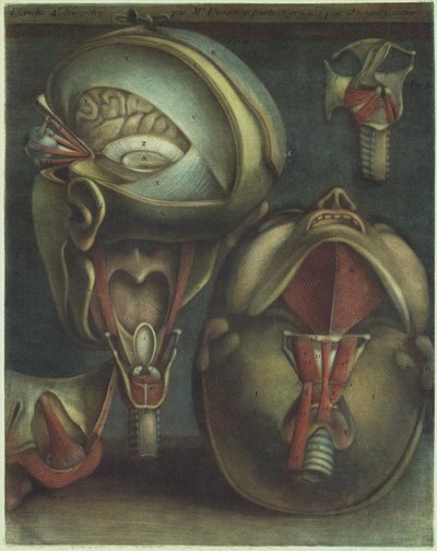 頭部の 2 つのビュー、1746 年。 作： Jacques Fabien Gautier dAgoty