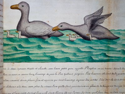 プロプロスと呼ばれるアヒル、マゼラン海峡、フランス、1698 年から 1701 年までフランスのコンパニー ロワイヤル ドゥ ラ メール デュ シュッドの船長であるジャック グアン ド ボーシェヌ (1652-1730) の航海日誌の水彩画 作： Jacques Gouin de Beauchesne