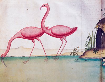 ピンクのフラミンゴ、ガラパゴス諸島、1698 年から 1701 年まで、フランスの Compagnie Royale de la Mer du Sud の船長である Jacques Gouin de Beauchesne (1652-1730) の航海日誌の水彩画 作： Jacques Gouin de Beauchesne