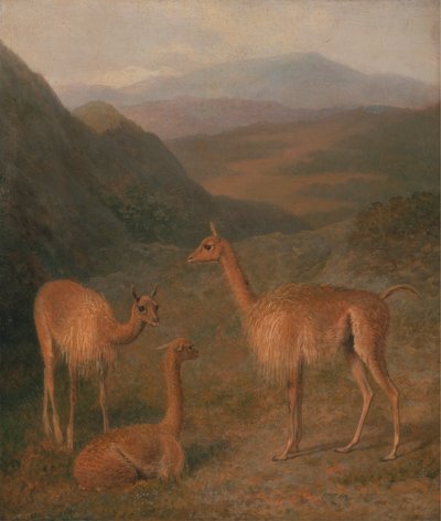 ビクーニャ 作： Jacques Laurent Agasse