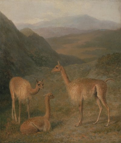 ビキューナ 作： Jacques Laurent Agasse