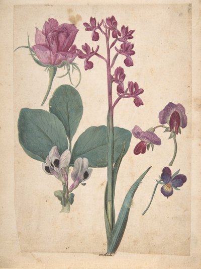 花の研究シート: バラ、ハートシーズ、スイートピー、ガーデンピー...、16 世紀。 作： Jacques Le Moyne