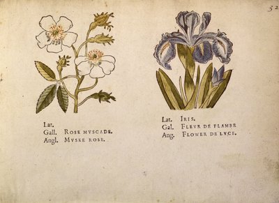ローズとアイリス、ラクレフデシャン 作： Jacques Le Moyne
