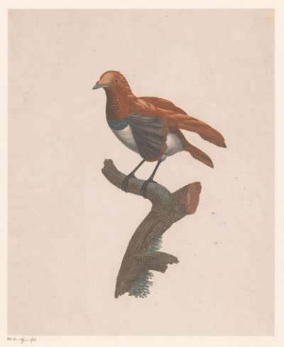 枝にとまる鳥 作： Jacques Louis Perée