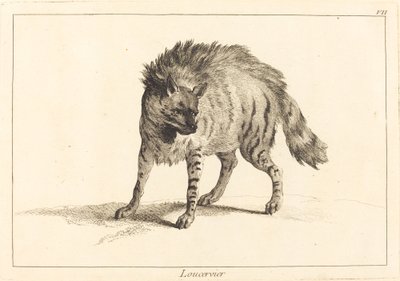 Loucervier (ハイエナ) 作： Jacques Philippe Le Bas and Jean Eric Rehn after Jean Baptiste Oudry