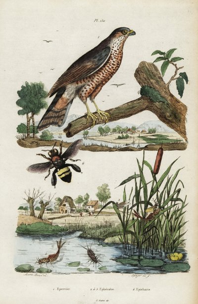 ハイタカ、カゲロウ、ミツバチ、1834-1839 (彫刻) 作： Jacques Reyne Isidore Acarie Baron