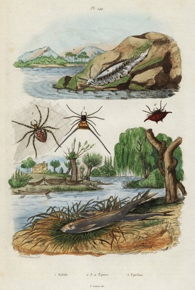 ウミウシ、庭のクモ、ヨーロッパワカサギ、1834-1839 (彫刻) 作： Jacques Reyne Isidore Acarie Baron