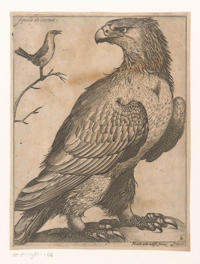 鷲 Aquila de Corona (オブジェクトのタイトル) 九鳥（シリーズタイトル） 作： Jacques de Fornazeris