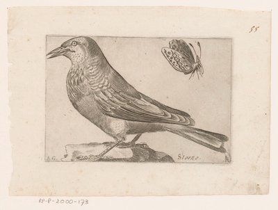 ムクドリ (Sturnus vulgaris) キャンセル（オブジェクトのタイトル） 鳥（シリーズタイトル） 作： Jacques de Fornazeris