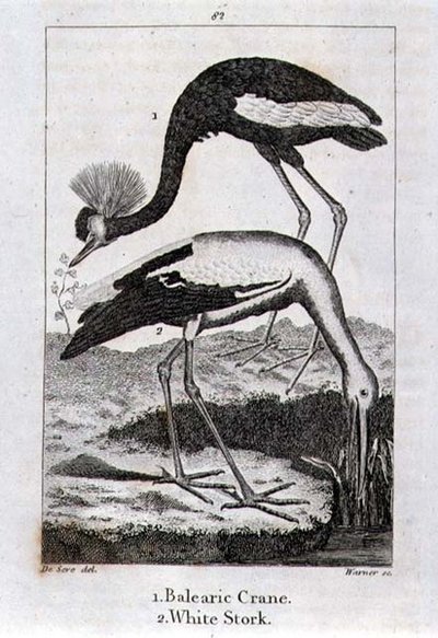 バレアリック・クレーンとホワイト・コウノトリ（オリバー・ゴールドスミス著「History of Earth and Animated Nature」より、ロンドンで出版されたもの 作： Jacques de Seve