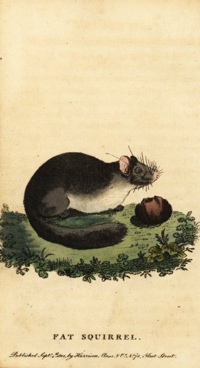 食用ヤマネまたは太ったヤマネ、Glis glis.、1800 年 (彫刻) 作： Jacques de Seve