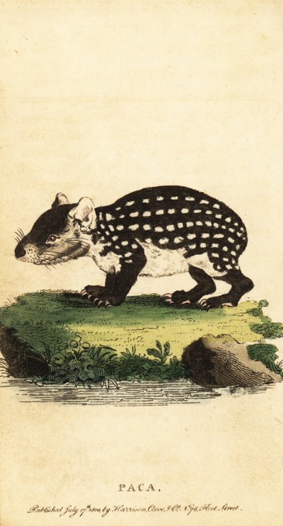 低地のパカまたは斑点のあるパカ、Cuniculus paca。、1800年（彫刻） 作： Jacques de Seve