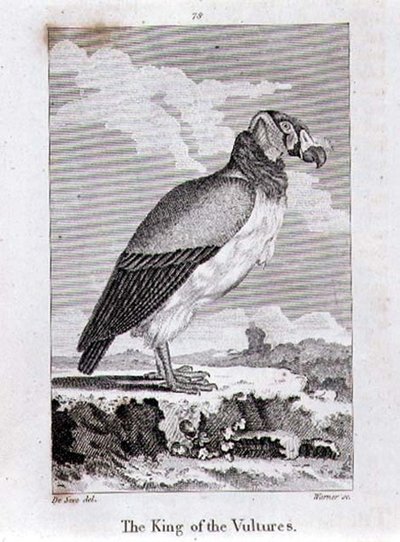 ロンドンで出版されたオリバー・ゴールドスミスの「History of the Earth and Animated Nature」から「The King of The Vultures（ハゲタカの王）」。 作： Jacques de Seve